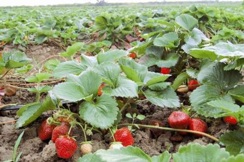 سطح زیرکشت ۴۸۰۰ تا ۵۵۰۰ هزار هکتاری توت فرنگی در ایران